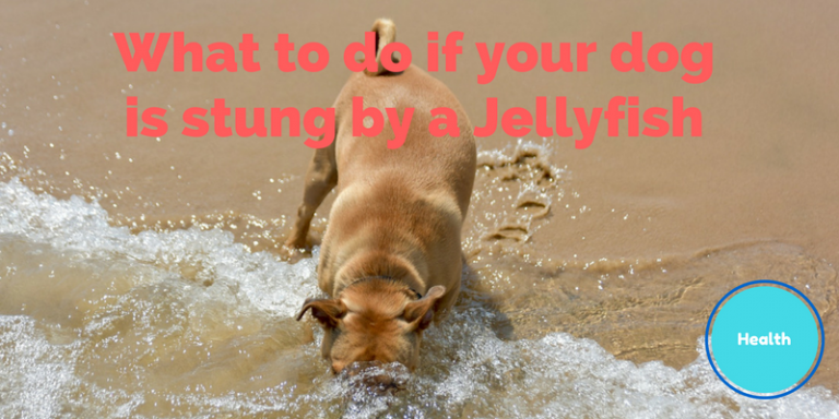 what-to-do-if-your-dog-is-stung-by-a-jellyfish-puppypages