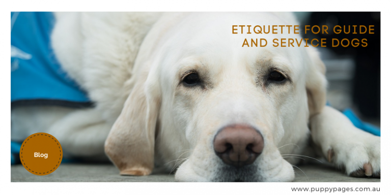 Etiquette for Guide and Service Dogs - PuppyPages